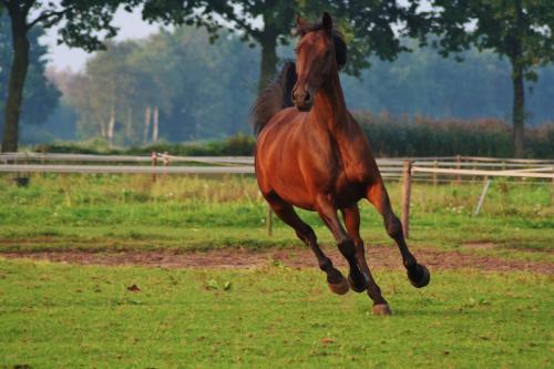 Auteur fotograaf Paardensportfotografie - 