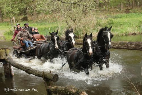 Auteur fotograaf Arnold van der Ark - #paardensport 
