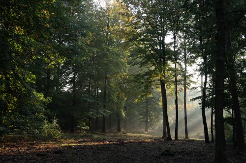 Auteur fotograaf Sorin  - 