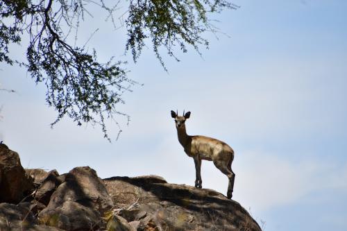 Auteur fotograaf Natuurfotograaf - 