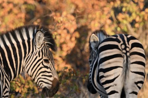 Auteur fotograaf Natuurfotograaf - 