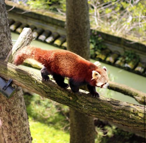 Auteur fotograaf Nickography - 