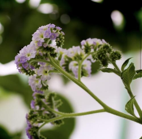 Auteur fotograaf Nickography - 