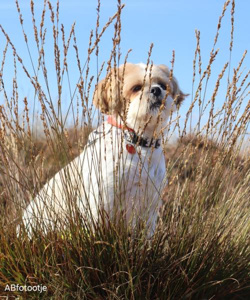 Auteur fotograaf ABfotootje - 