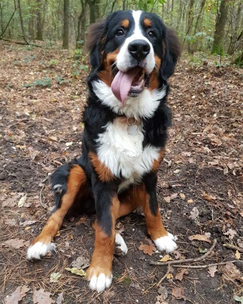 Auteur fotograaf Dutch_photo93 - 