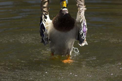 Auteur fotograaf Gonda - 