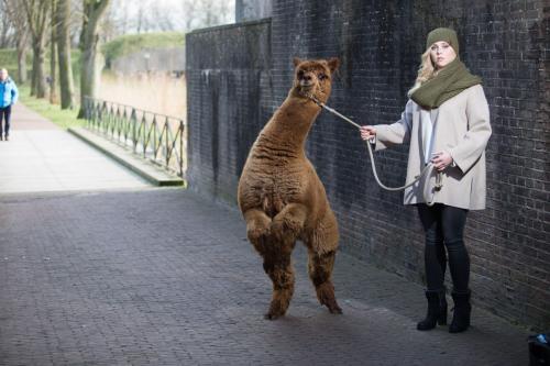 Auteur model Leoni Goudkuil - For Inkari Alpaca