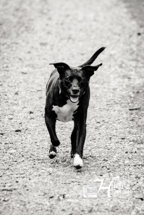 Auteur fotograaf Hinse - Diablo rond de ENCI Groeve 20-05-2021